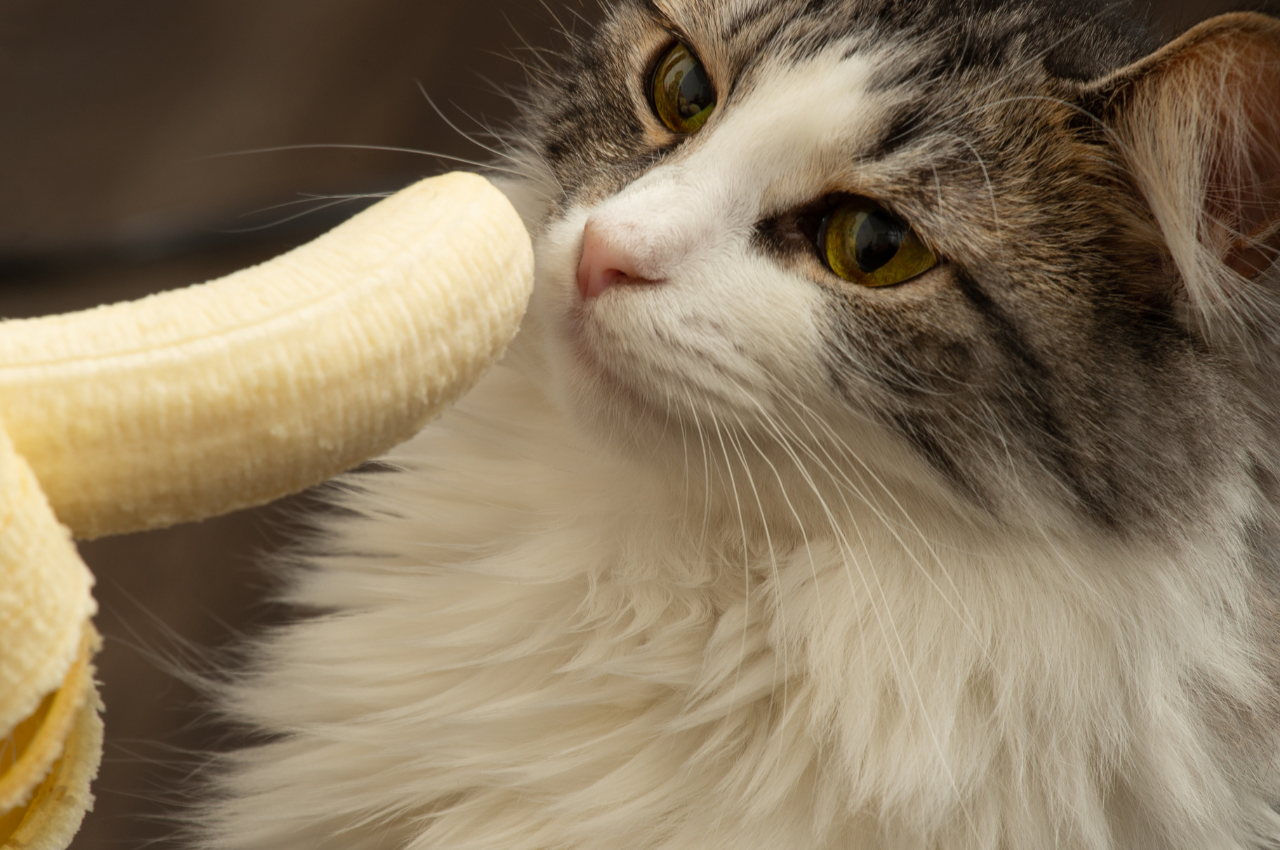 Can cats have a banana?