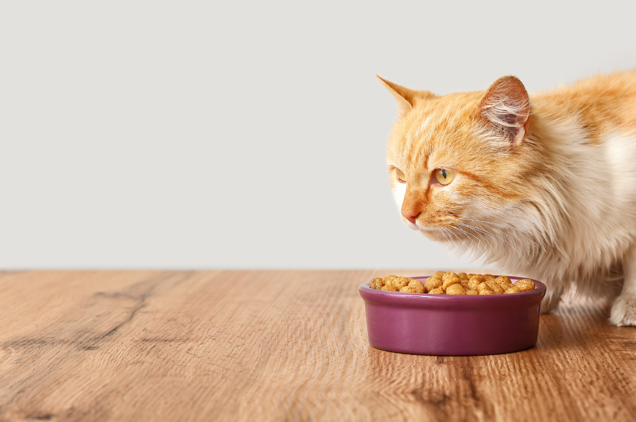 Safe foods for cats