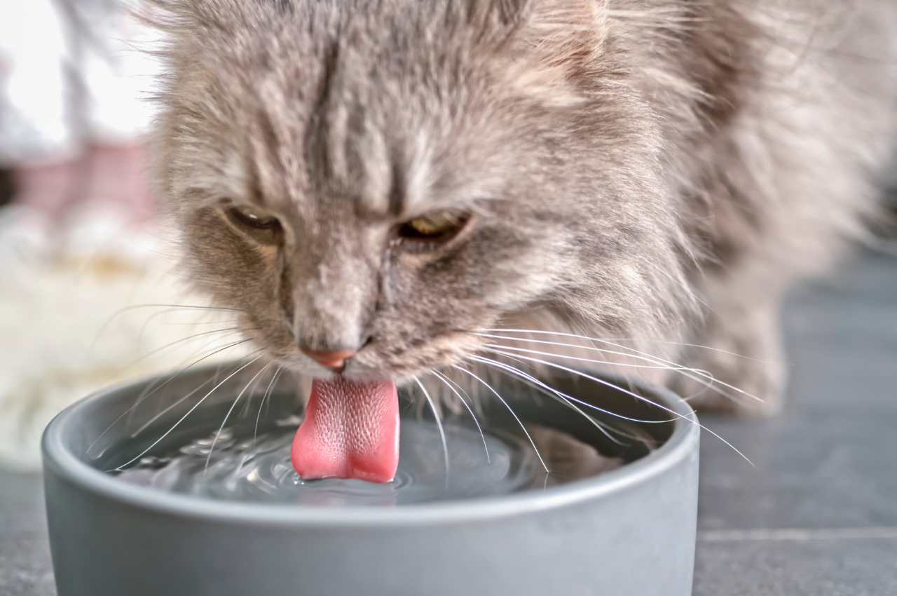 Do cats prefer warm or cold water?