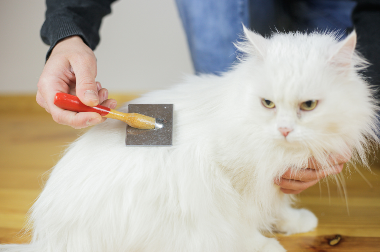 How to clean cat hair?