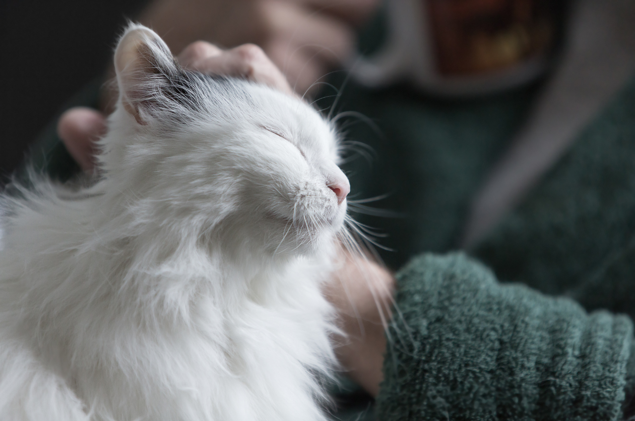 How you know your cat is happy?