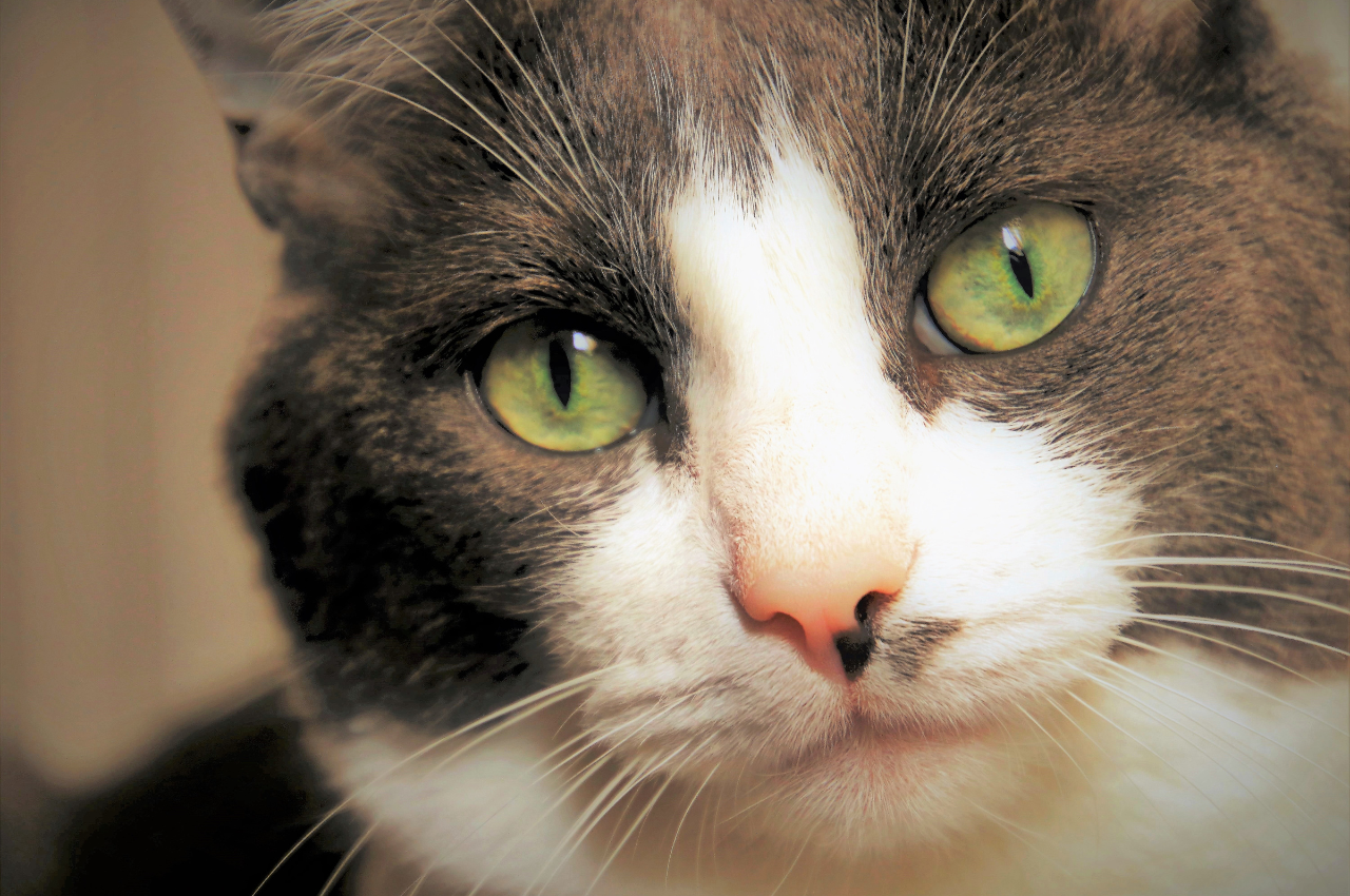 How do cats see humans?