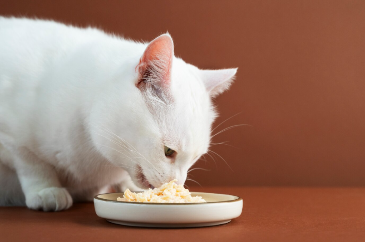 Can cats eat salt?