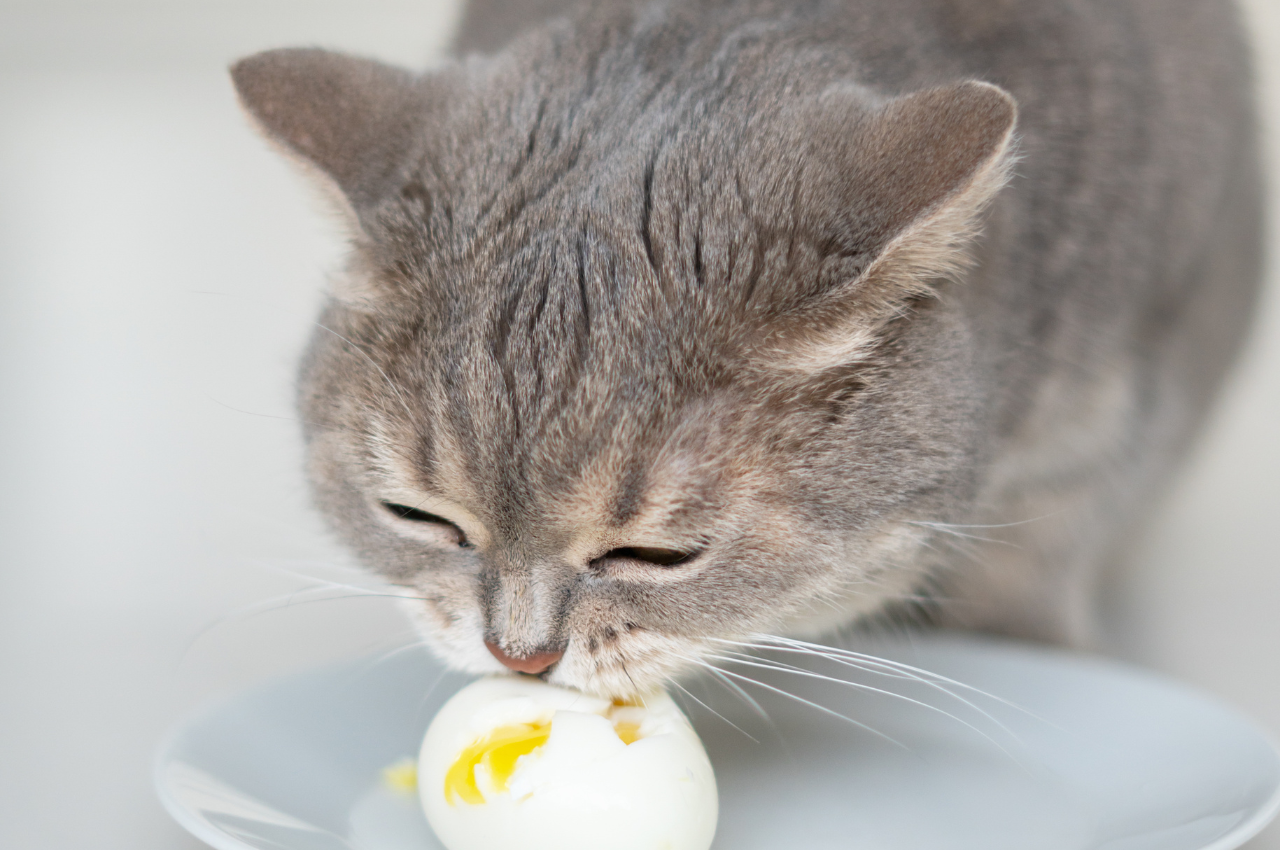 Can cats eat 1 egg a day?