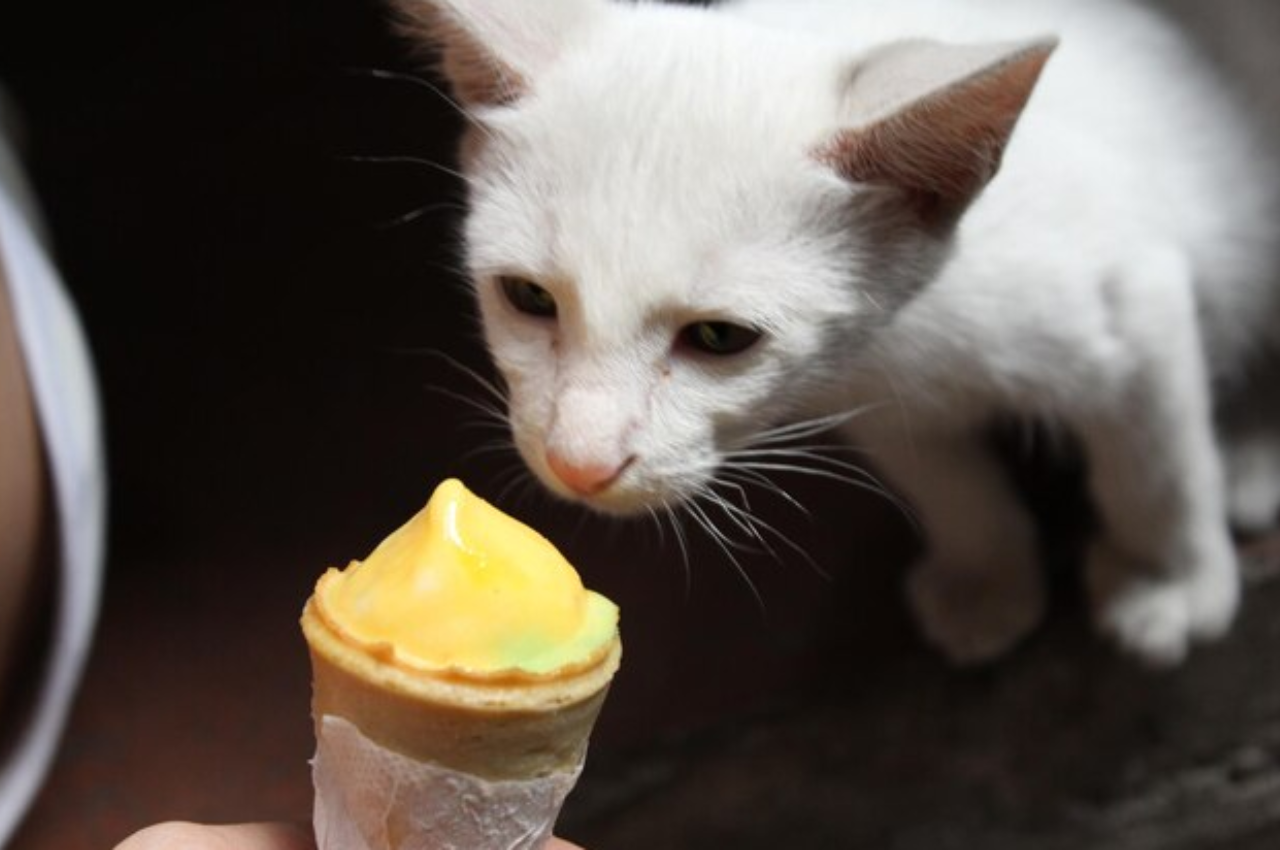 Can cats eat ice cream?