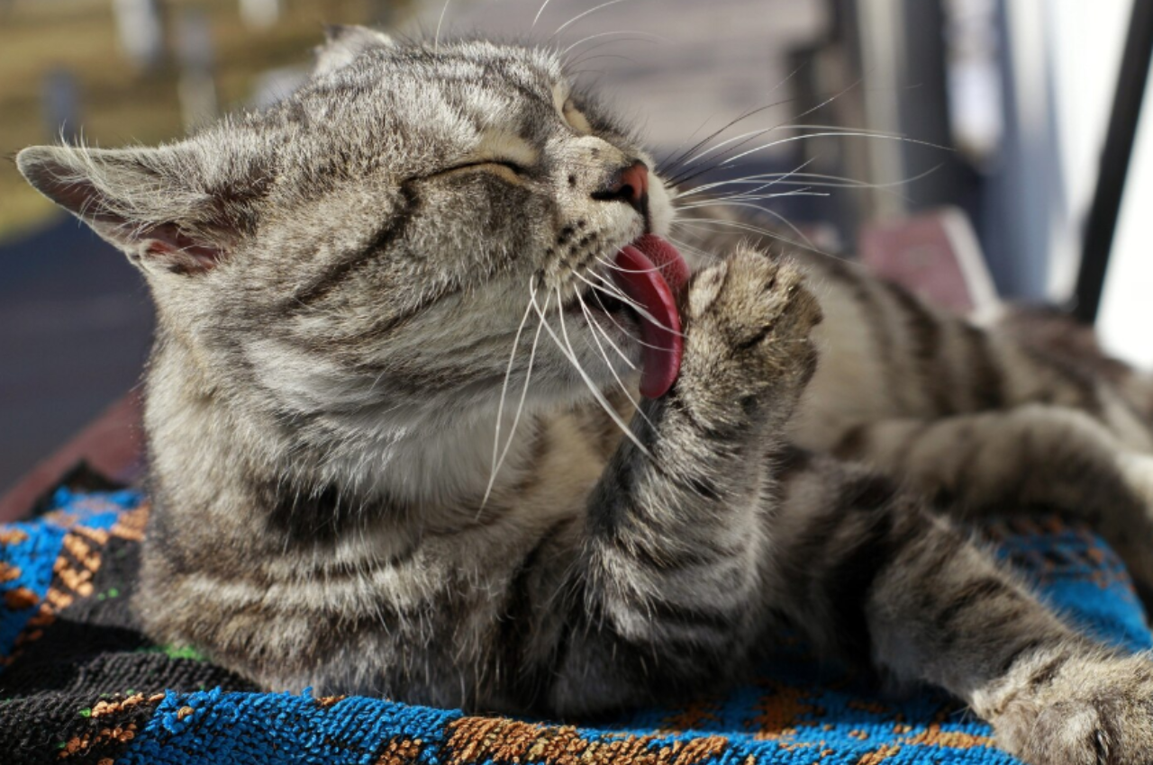Can cats eat honey?