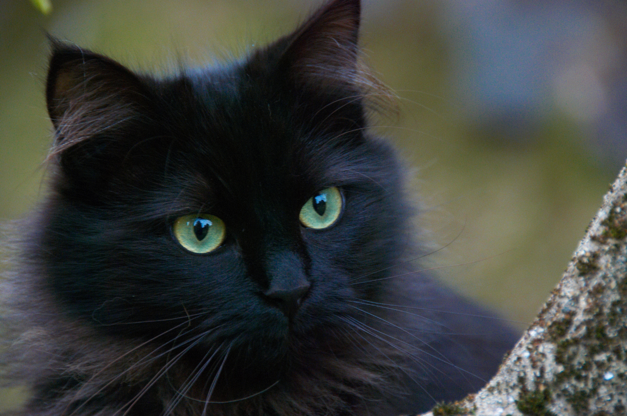 Are black cats good luck?