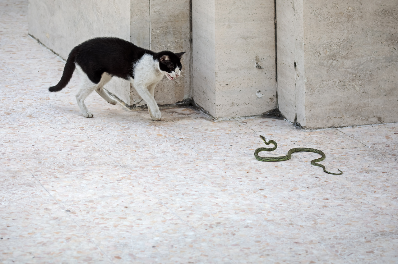 Who is faster cat or snake?