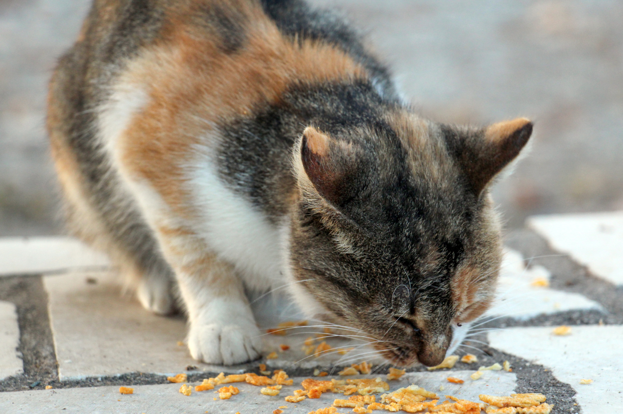 Can cats eat potatoes?