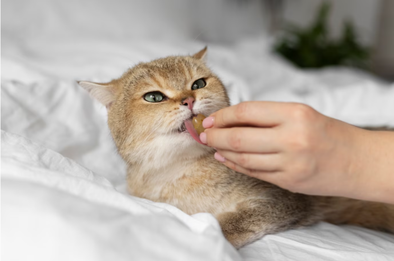 Can cats eat sugar?