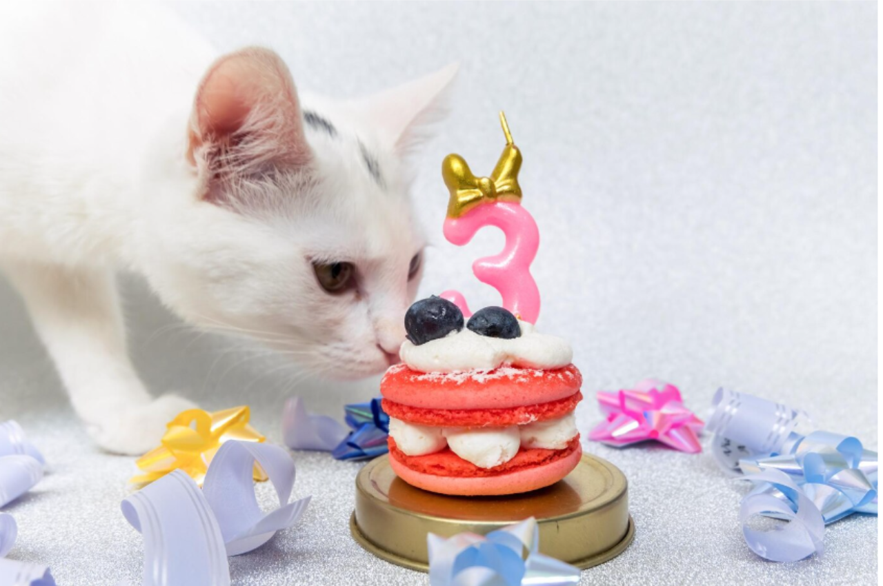 Can cats eat cake?