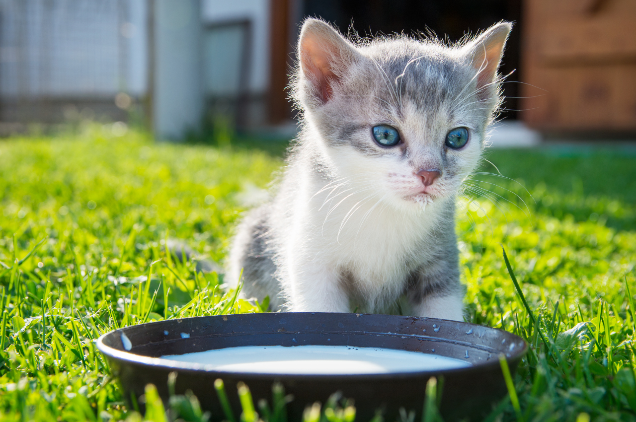 Unsafe liquids for cats