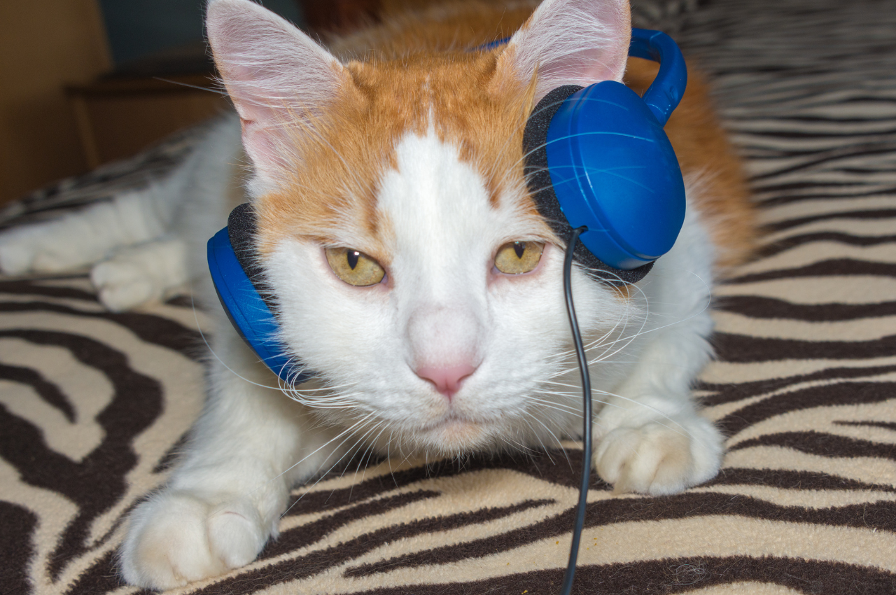 Cat behavior with music
