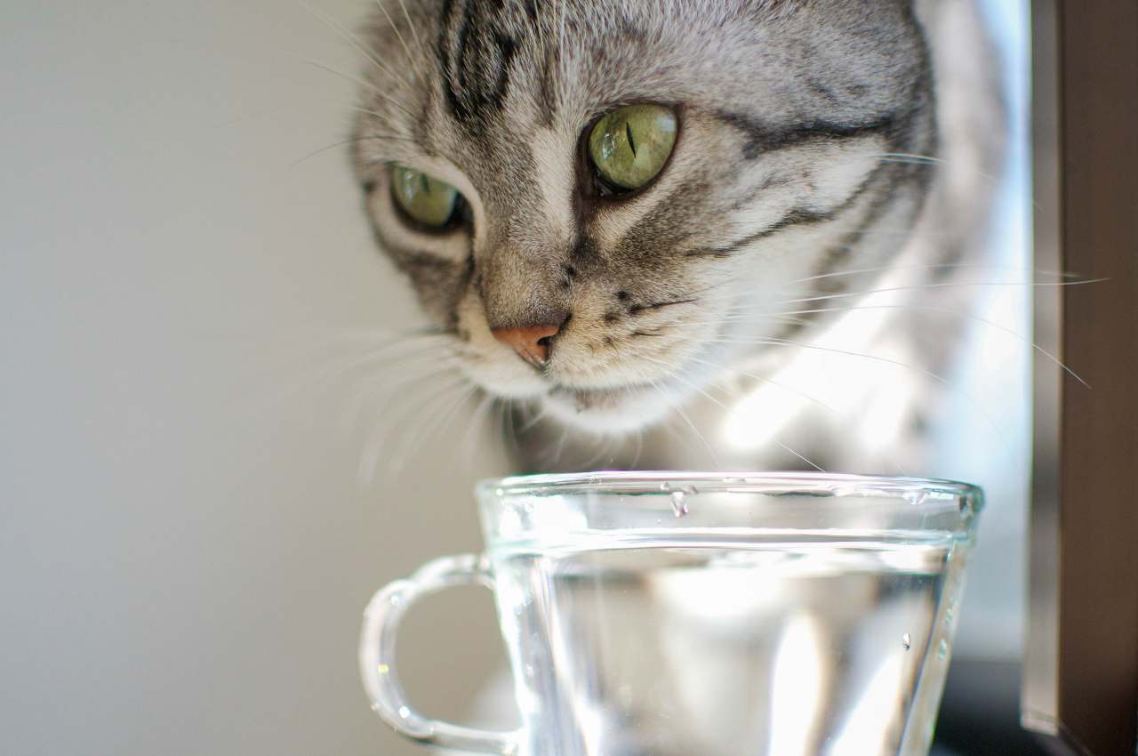 What is the best drink for cats?