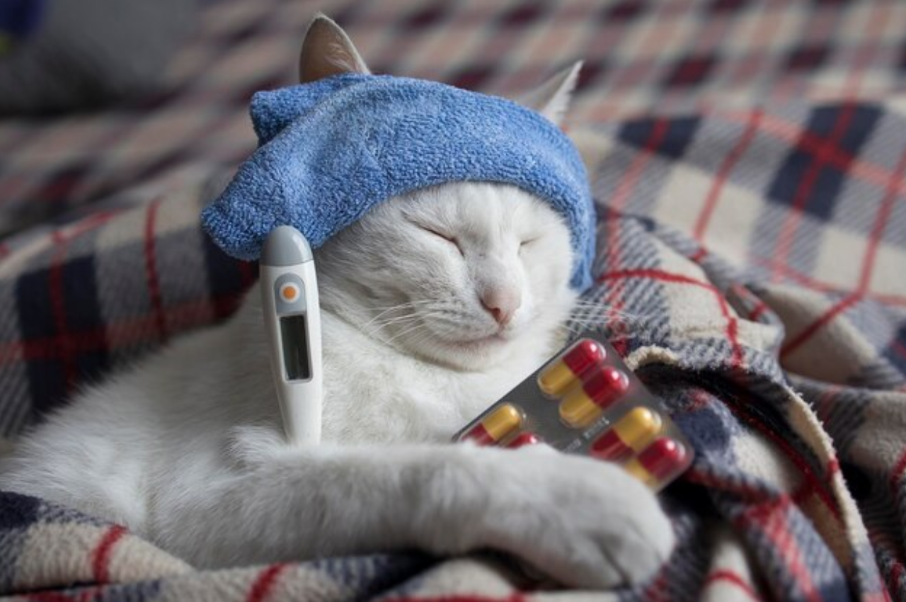 What is too hot for cats?