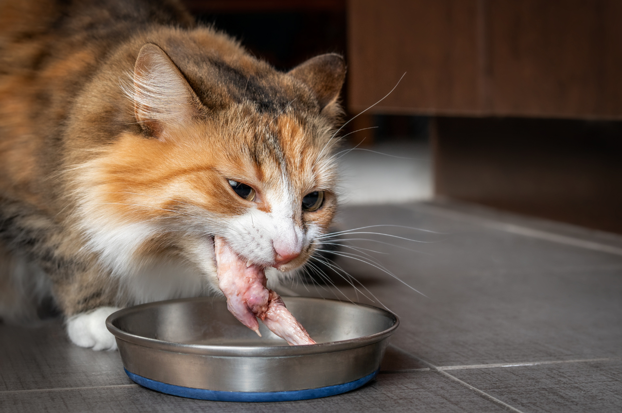 Can a cat eat chicken?