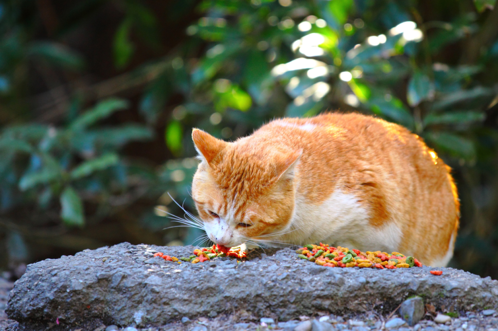 is sweet potato good for cats