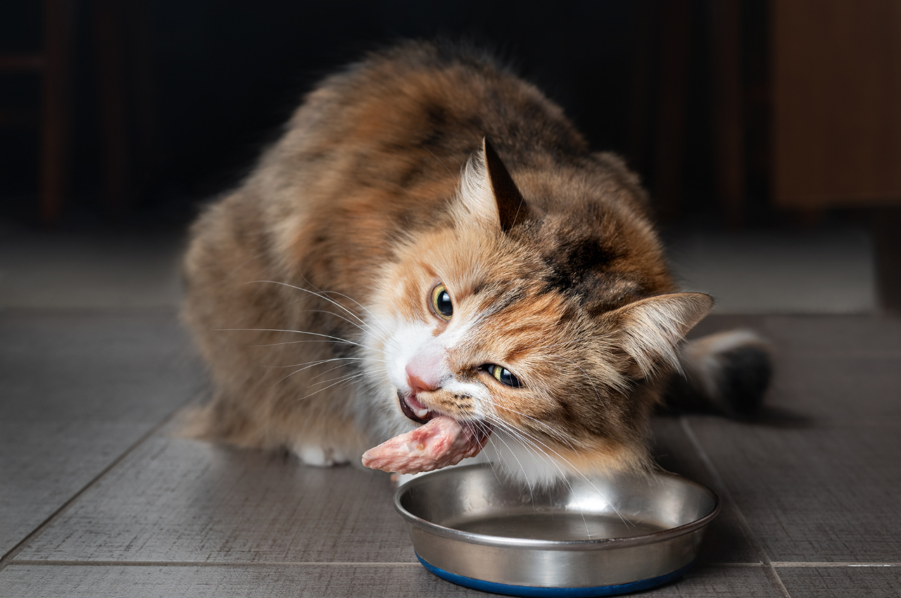 Can I feed my cat chicken everyday?