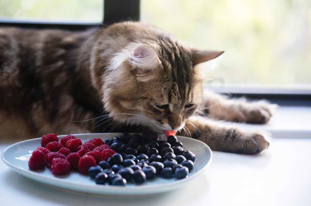 Cat-safe fruits
