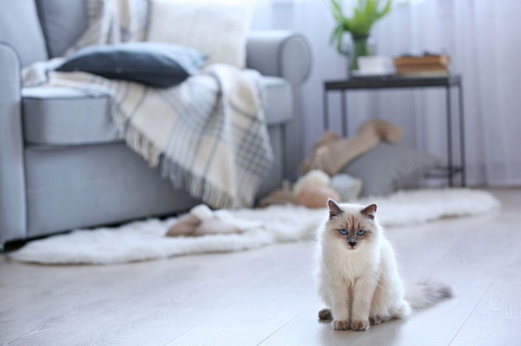 Longevity tips for cats