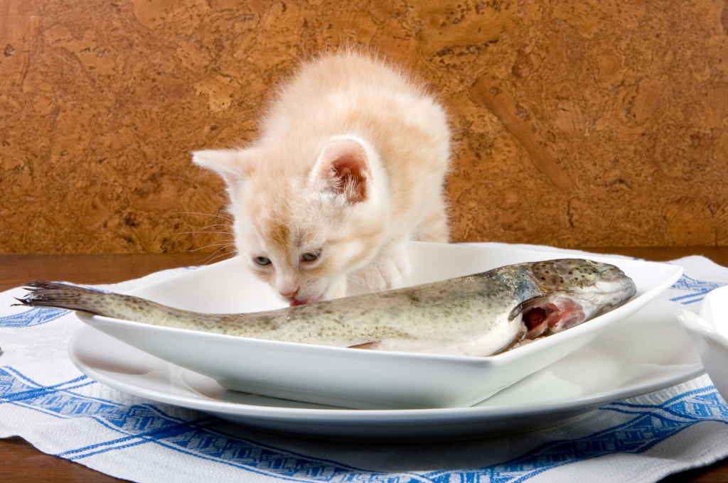Causes of fishy breath in cats