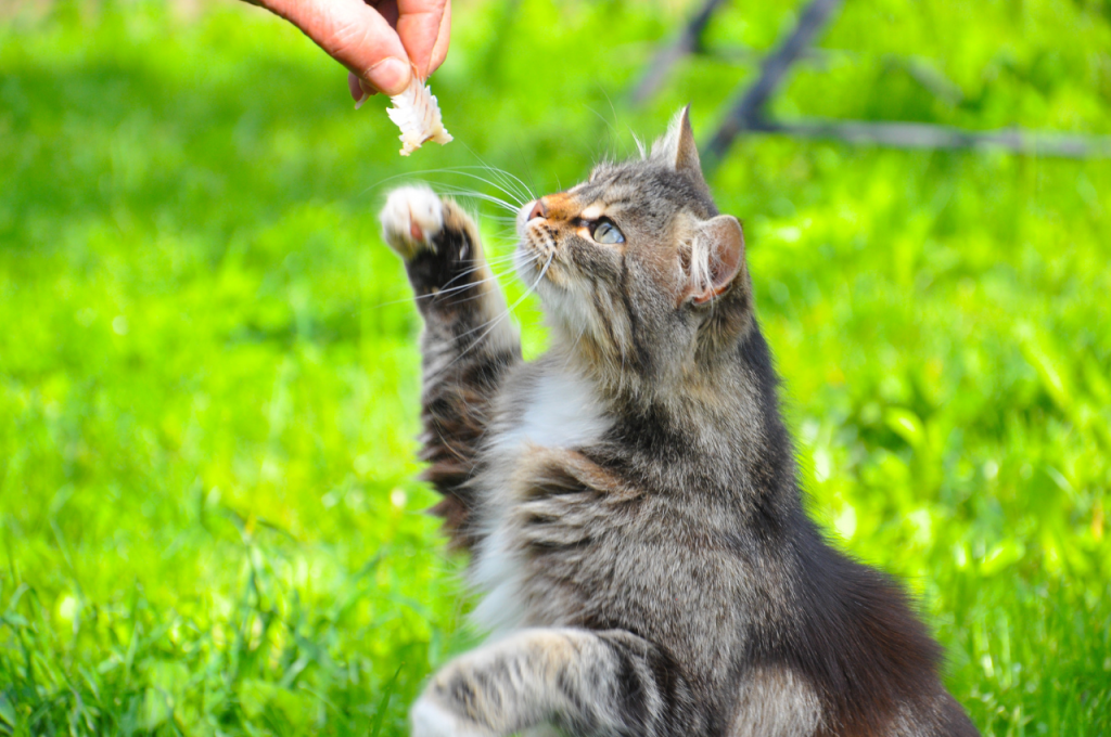 Effects of fish on feline health