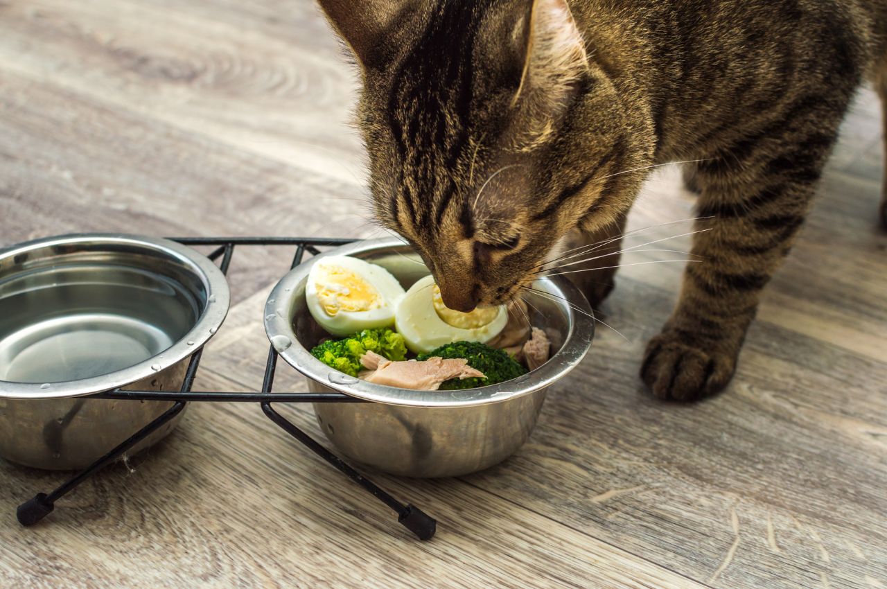 Feeding eggs to cats