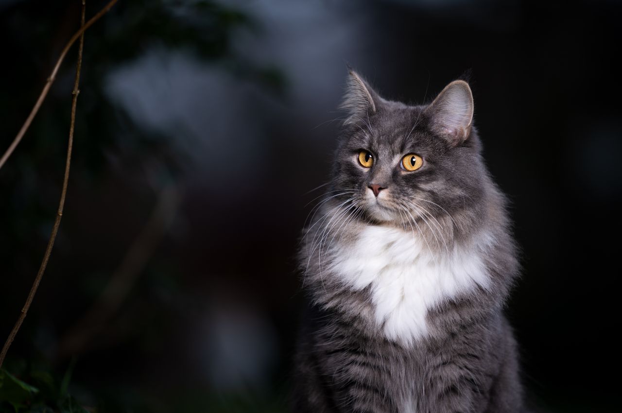 Searching for missing cats in darkness