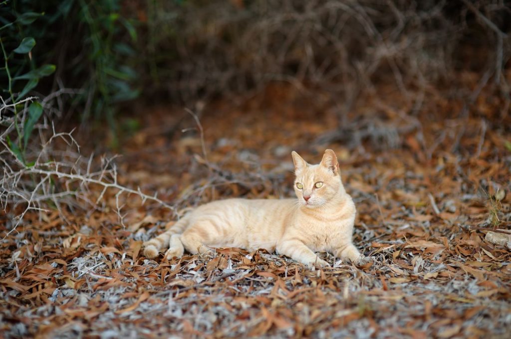 Professional assistance for locating a lost cat outdoors