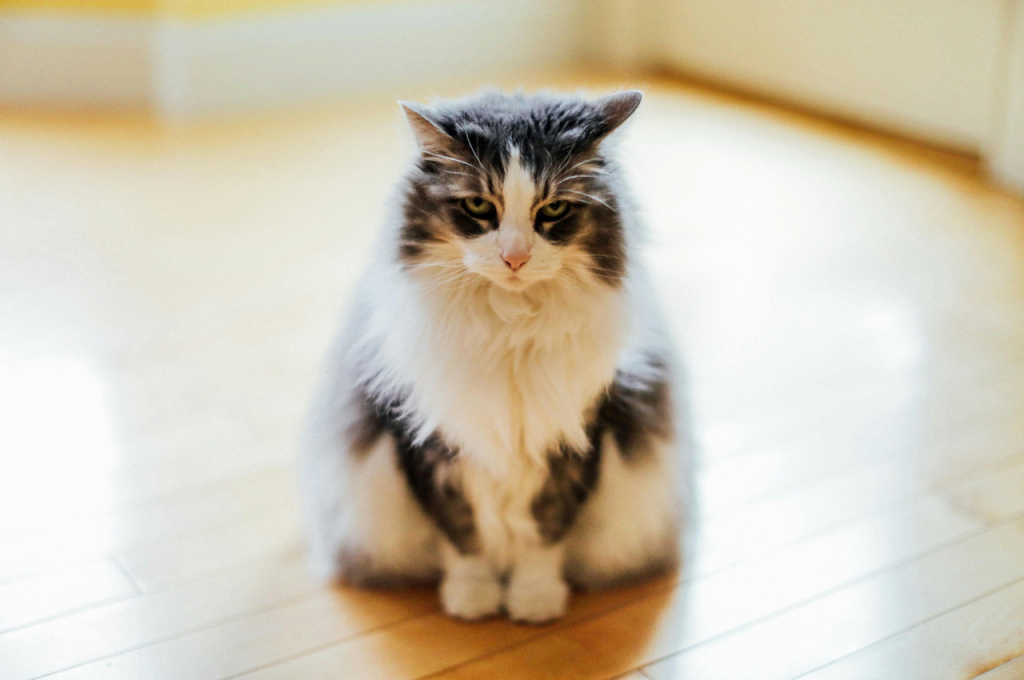 Nutrient-rich fresh cat food options