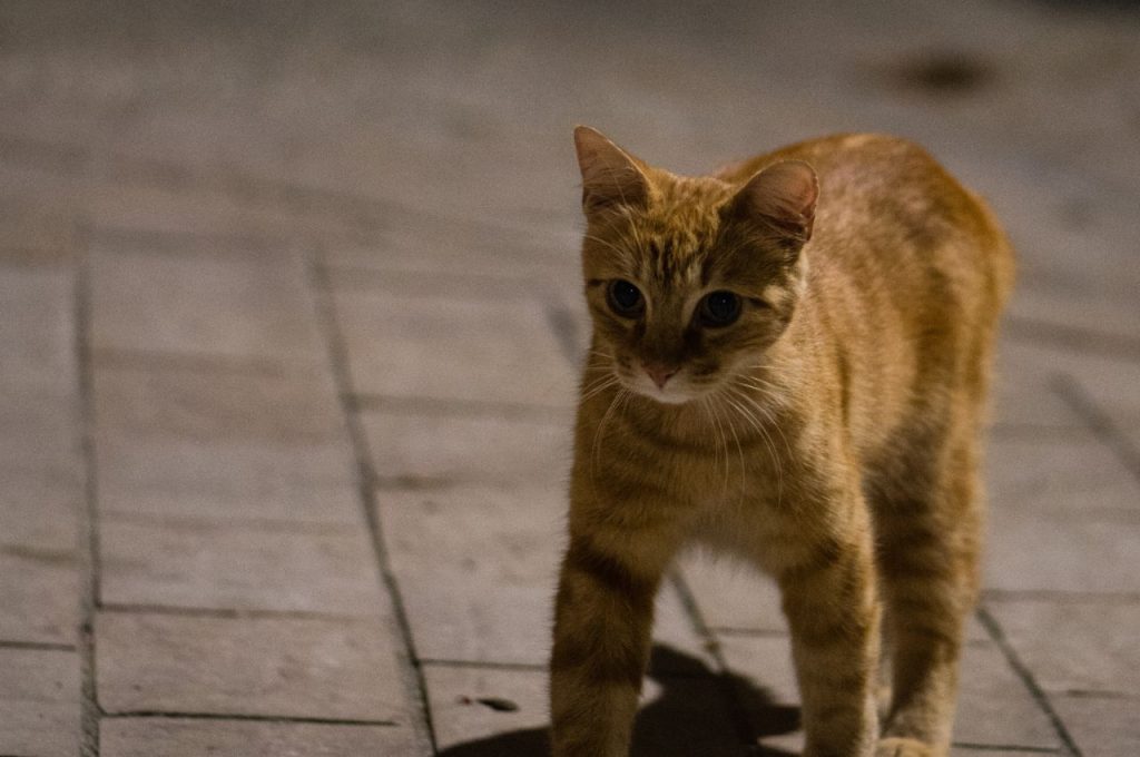 Tips for locating a lost cat during nighttime