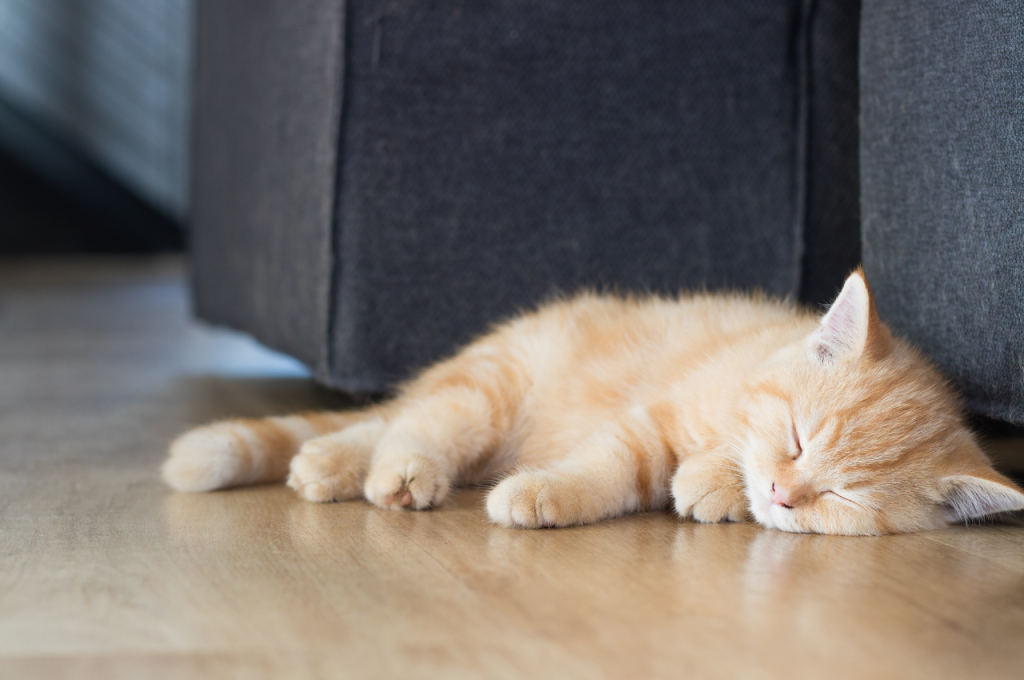 Preventing human-to-cat illness transmission
