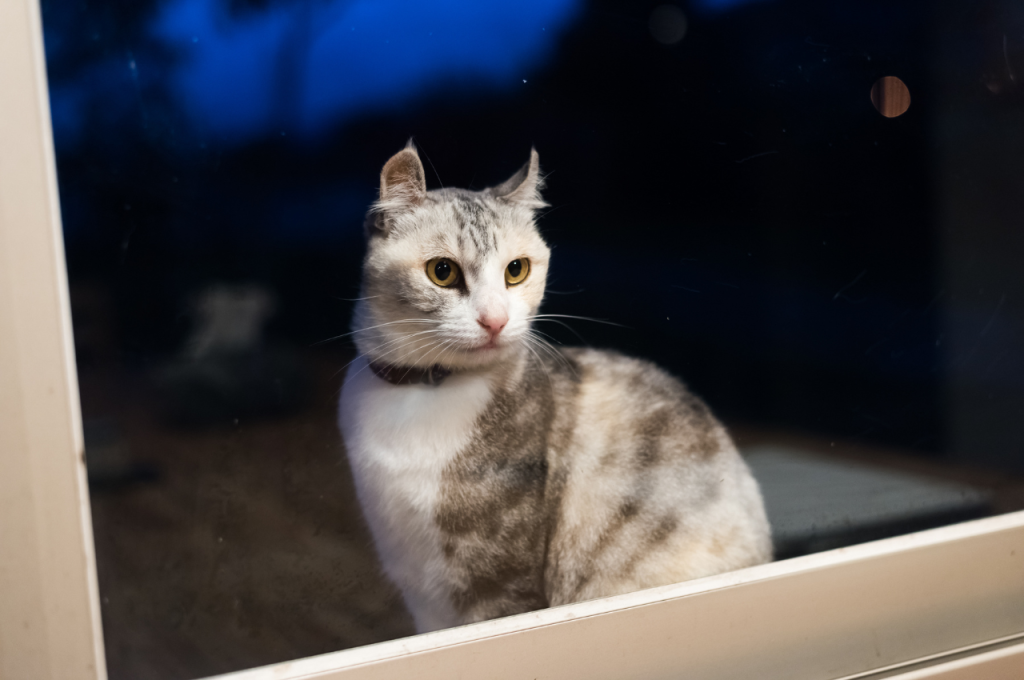Training cats to sleep through the night