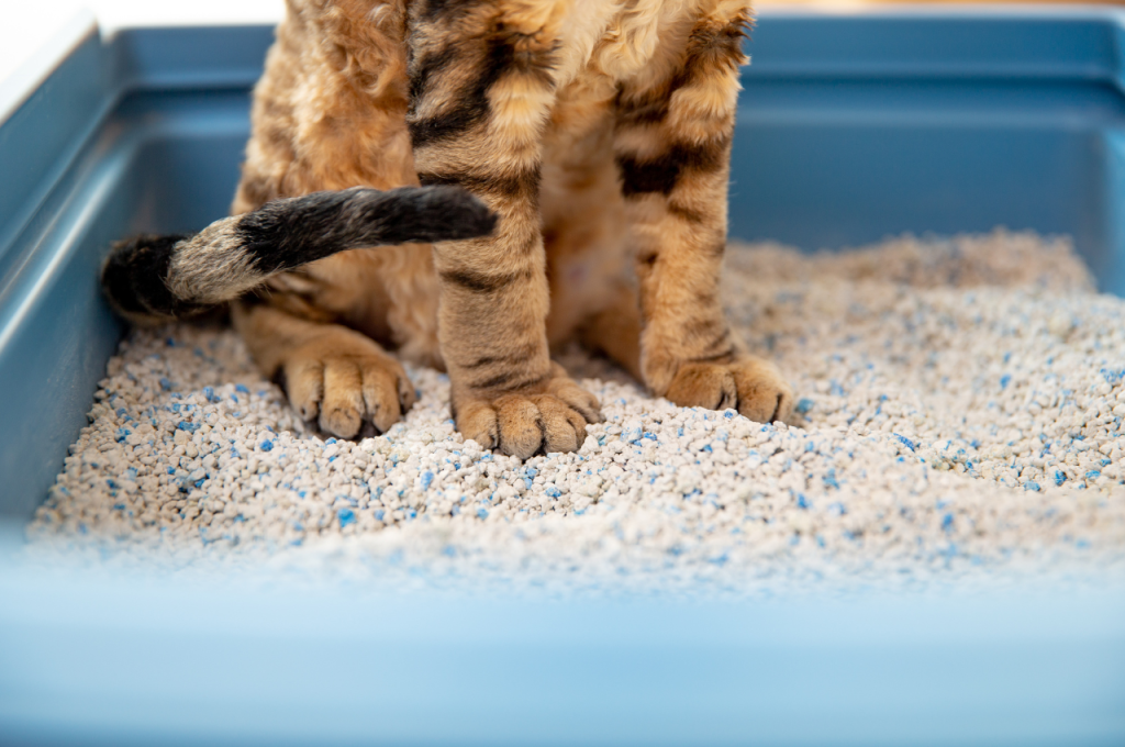 Litter box training for cats