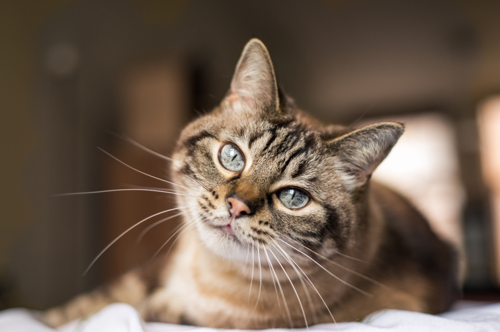 Cat behavior modification for knocking items