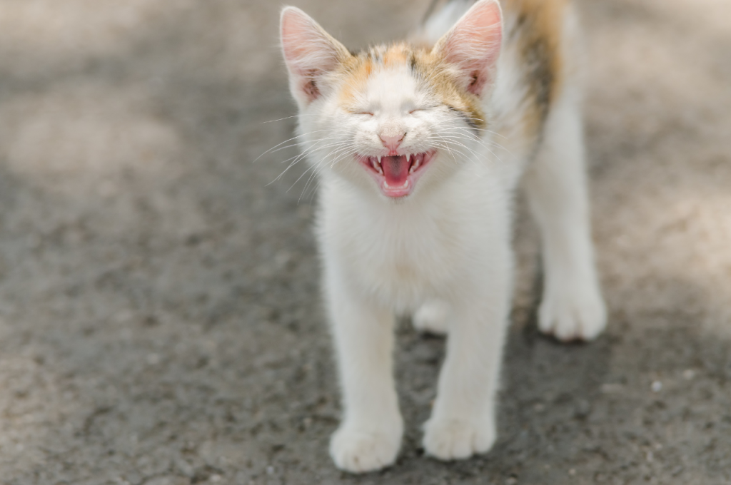 Cat behavior modification for mealtime