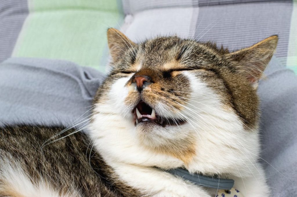 Treating allergic reactions to cats