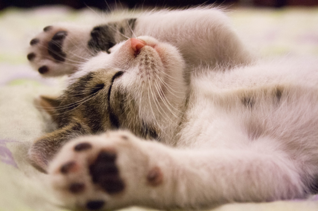 Redirecting cat bedtime behavior
