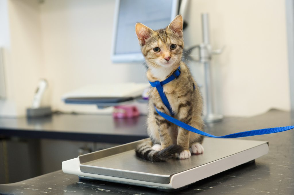 Feeding guidelines for weight loss in cats