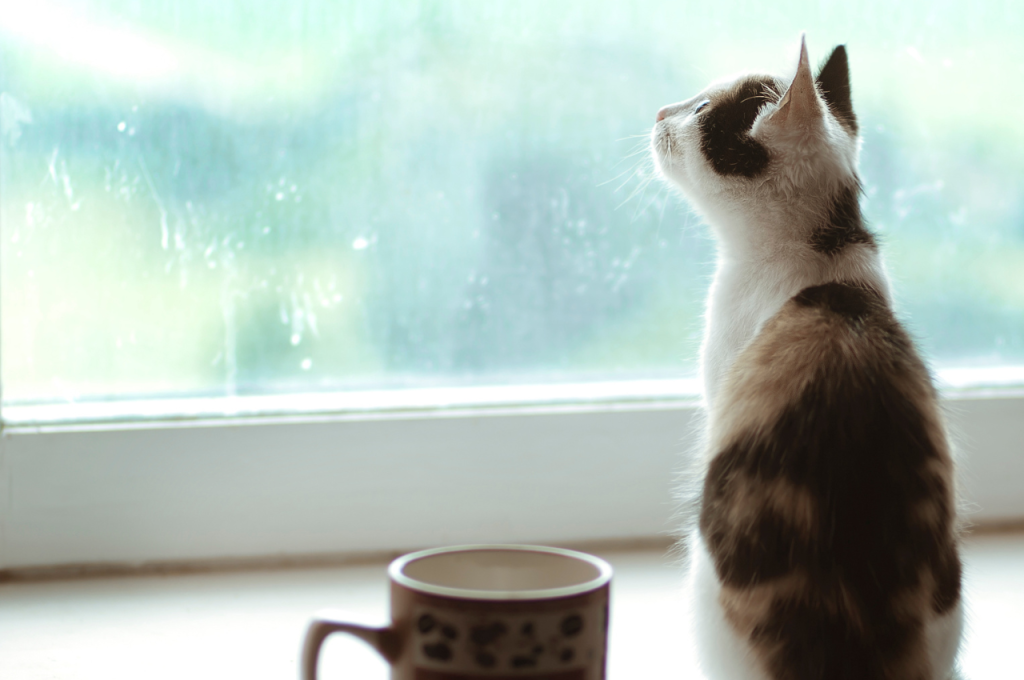 Risks of cats consuming coffee
