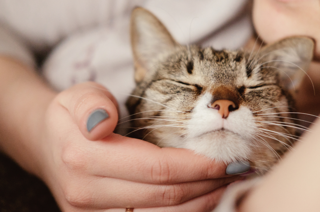 Health risks of owning cats