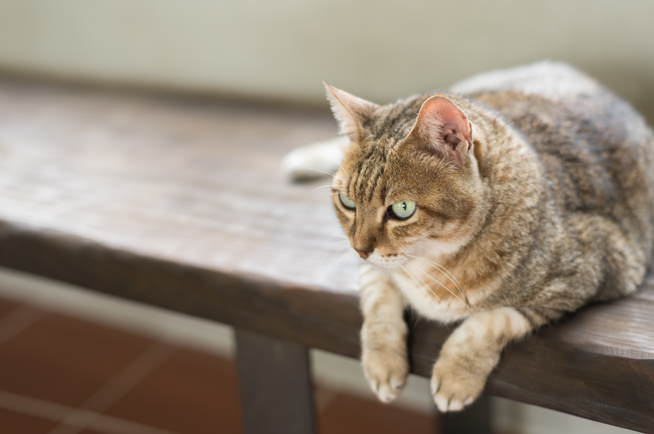 Cat food for weight loss