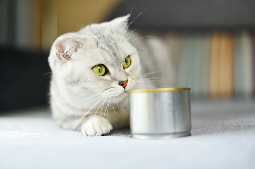 High-protein canned cat food for weight loss