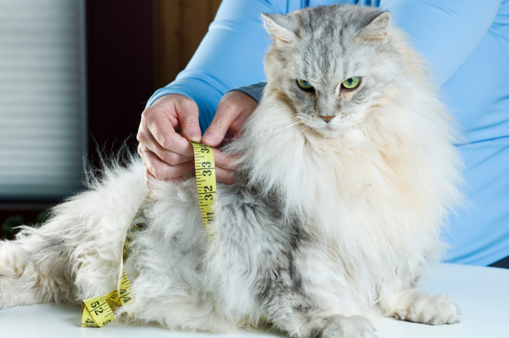 what's the best cat food for overweight cats