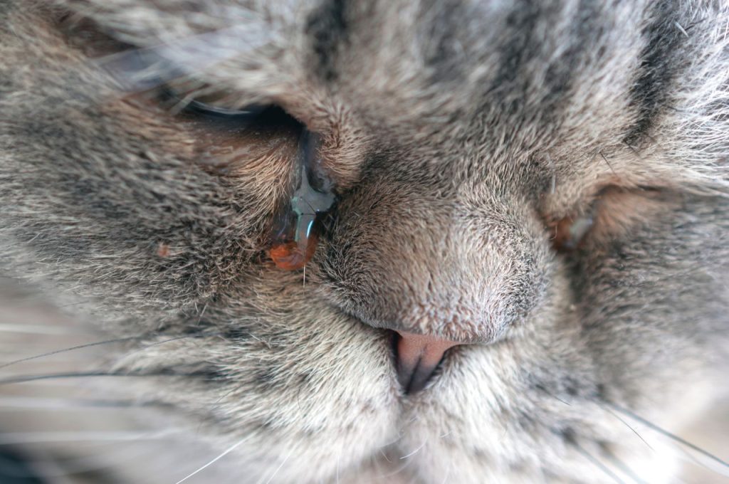 Swollen eyes as a symptom of cat allergies