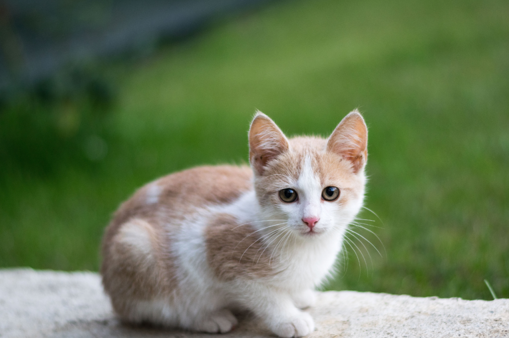 Handling overwhelming cuteness in cats