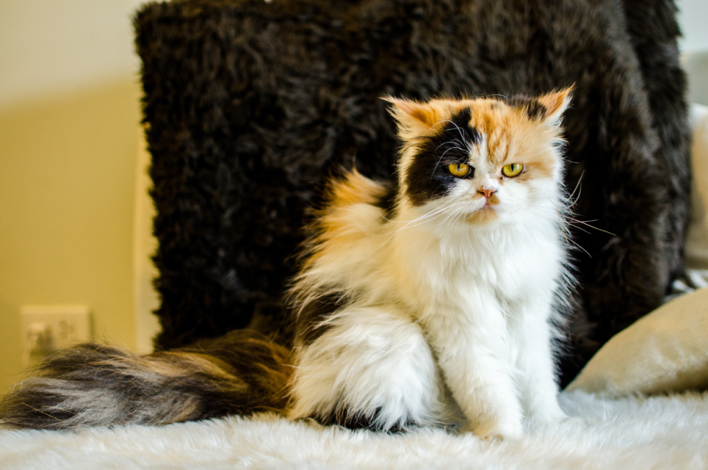 Unique cat naming ideas