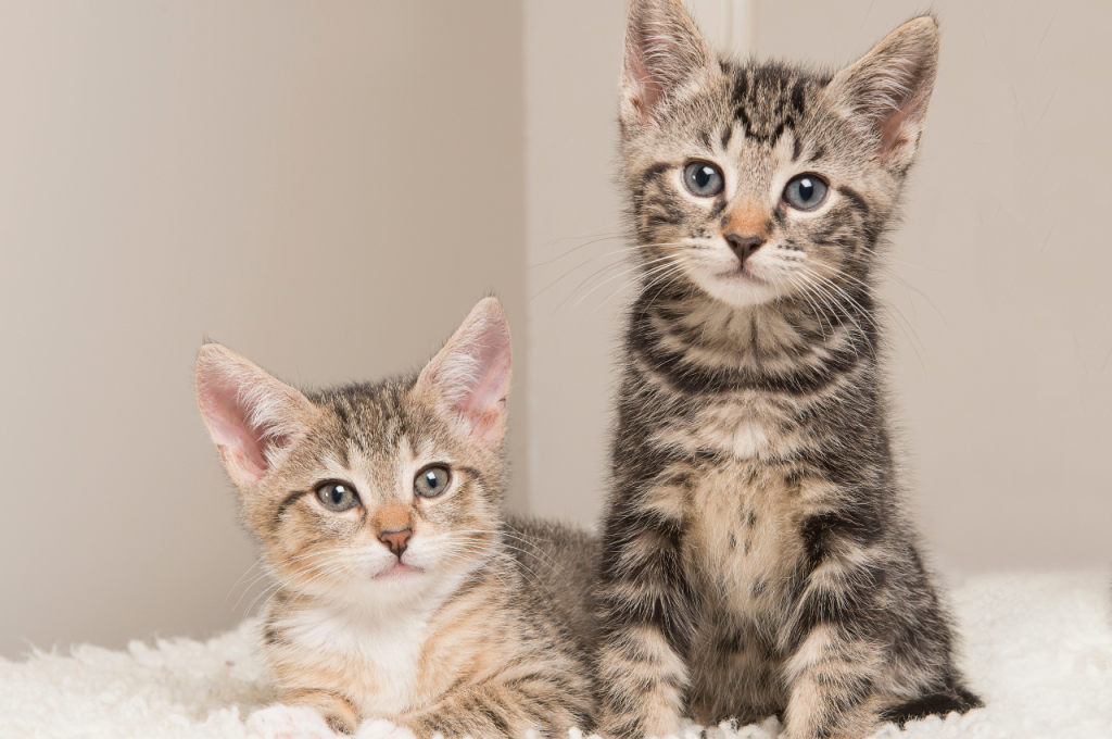 Rare cat name suggestions