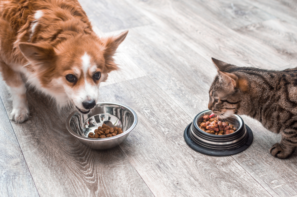 Differences in caring for cats and dogs
