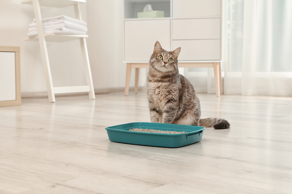 Comprehensive cat care guide